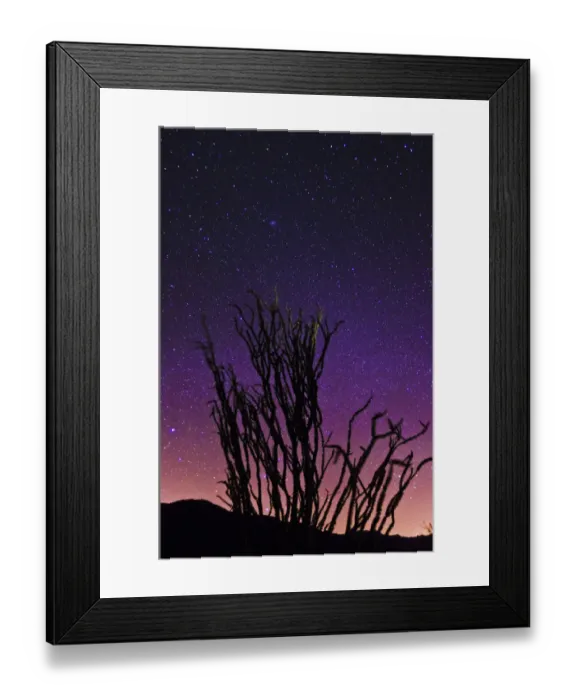 Framed Print : Ocotillo under the Milky Way, Anza-Borrego Desert State Park, California, USA Framed Print : Ocotillo under the Milky Way, Anza-Borrego Desert State Park, California, USA