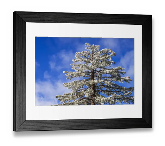 Framed Print : Rime ice on pine tree, San Bernardino National Forest, California, USA