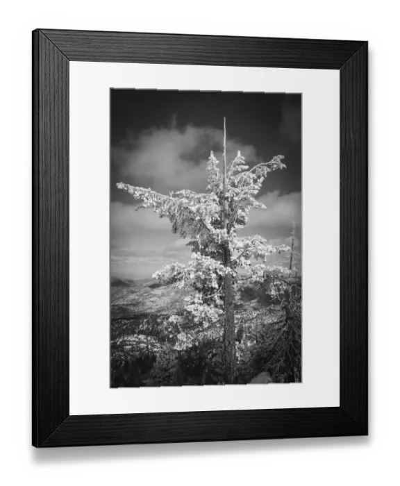 Framed Print : Rime ice on pine tree, San Bernardino National Forest, California, USA Framed Print : Rime ice on pine tree, San Bernardino National Forest, California, USA