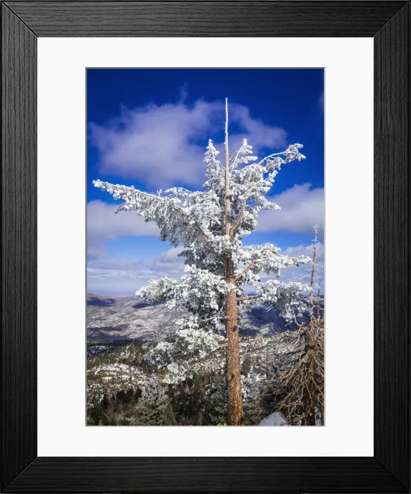 Framed Print : Rime ice on pine tree, San Bernardino National Forest, California, USA Framed Print : Rime ice on pine tree, San Bernardino National Forest, California, USA