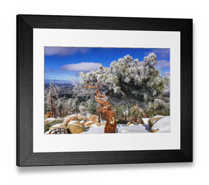 Framed Print : Rime ice on pine tree, San Bernardino National Forest, California, USA Framed Print : Rime ice on pine tree, San Bernardino National Forest, California, USA