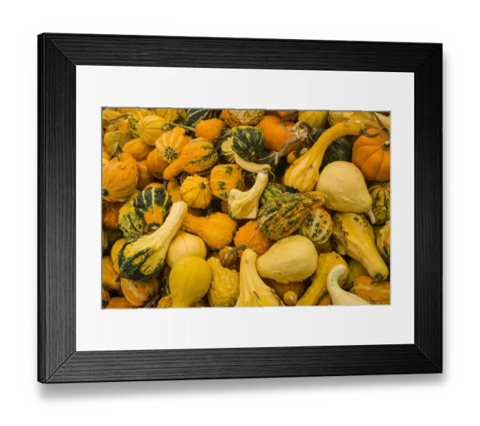 Framed Print : Canada, Quebec, Montreal. Little Italy, Marche Jean Talon Market, squash