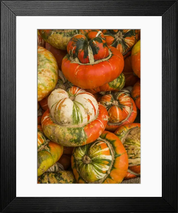 Framed Print : Canada, Quebec, Montreal. Little Italy, Marche Jean Talon Market, squash Framed Print : Canada, Quebec, Montreal. Little Italy, Marche Jean Talon Market, squash