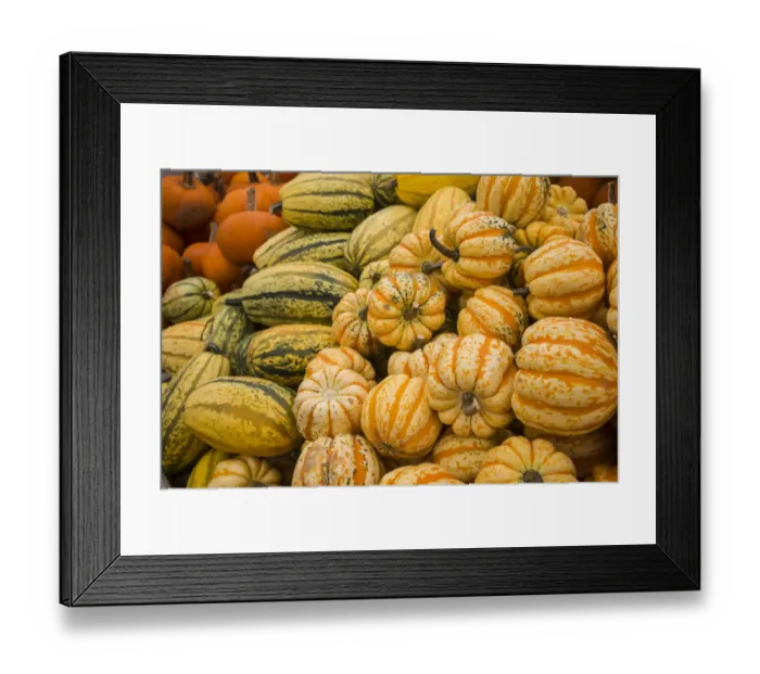 Framed Print : Canada, Quebec, Montreal. Little Italy, Marche Jean Talon Market, squash Framed Print : Canada, Quebec, Montreal. Little Italy, Marche Jean Talon Market, squash