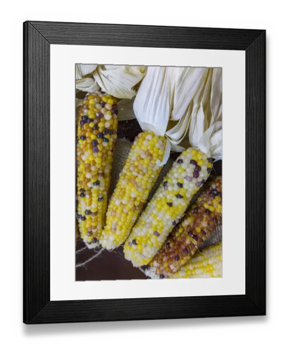 Framed Print : USA, Indiana, Indianapolis. Ears of dry, hard corn Framed Print : USA, Indiana, Indianapolis. Ears of dry, hard corn