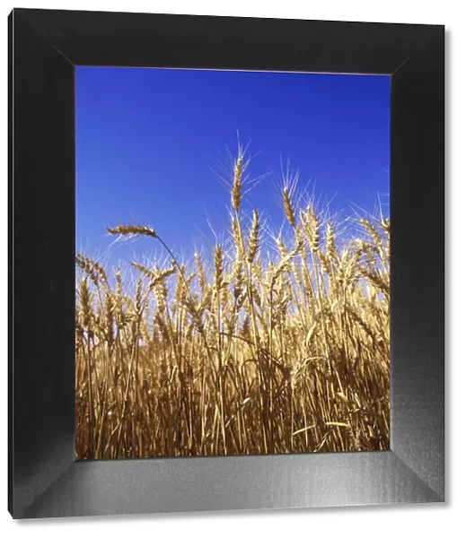 USA, Washington. Wheat ready for harvest in Palouse farm country