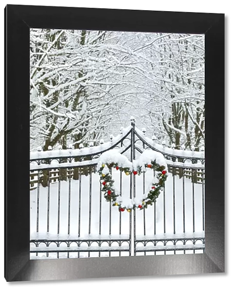 Fence line and fresh snow with trees line lane and metal gate with Christmas wreath