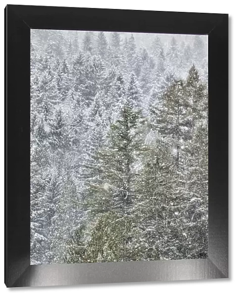 Evergreen trees covered in snow near Snoqualmie Falls, Washington State