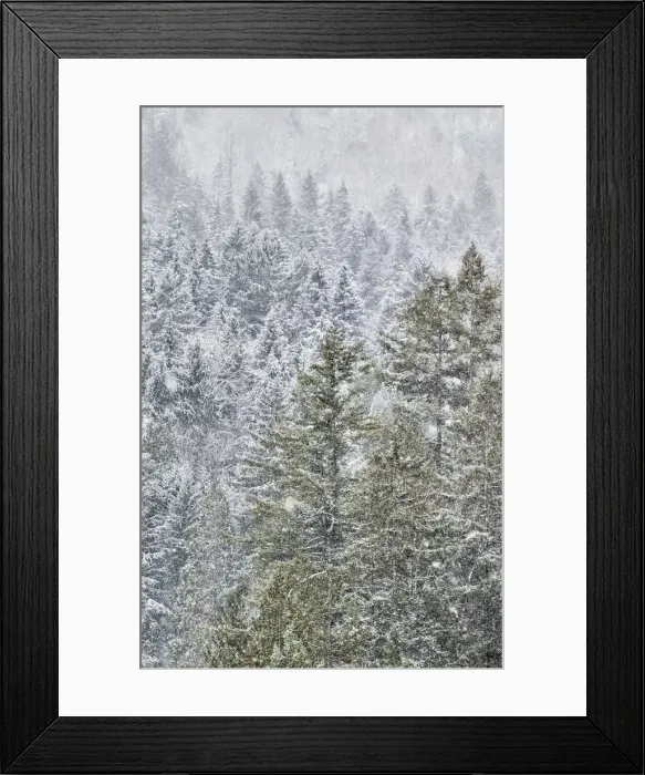 Framed Print : Evergreen trees covered in snow near Snoqualmie Falls, Washington State