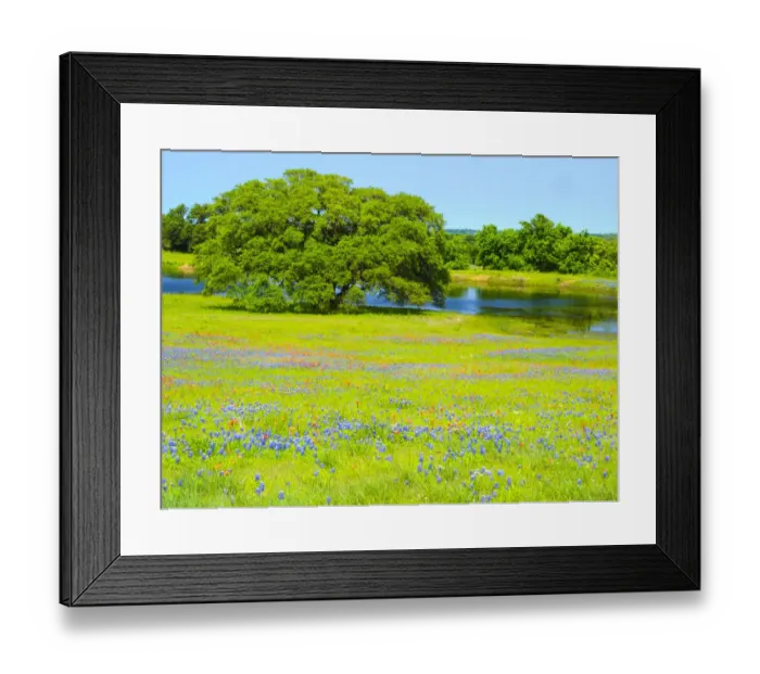 Framed Print : Springtime wildflower field near Independence and Highway 390 with oak tree and pond