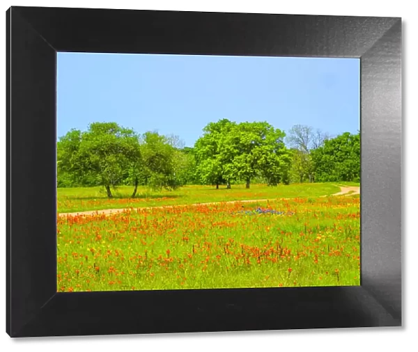 Springtime wildflower field with dirt road just south of Independence Texas