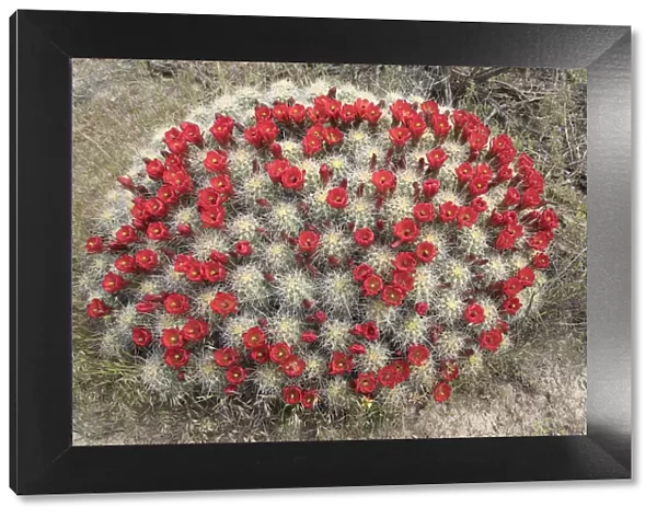 Utah. Large claretcup cactus, Echinocereus triglochidiatus, blooms profusely in May