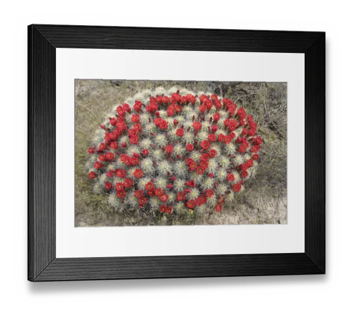 Framed Print : Utah. Large claretcup cactus, Echinocereus triglochidiatus, blooms profusely in May Framed Print : Utah. Large claretcup cactus, Echinocereus triglochidiatus, blooms profusely in May