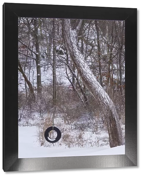 USA, Massachusetts, Cape Ann, Annisquam. Tire swing in the snow, winter