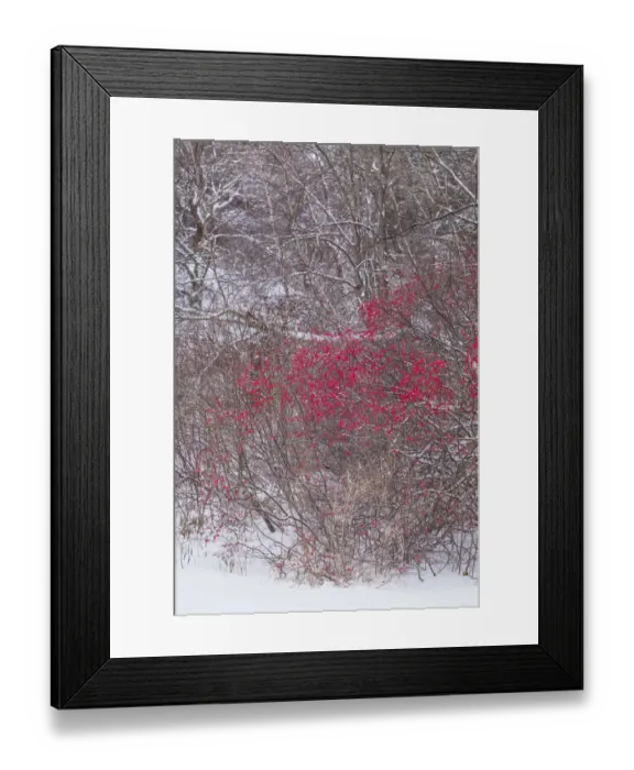 Framed Print : USA, Massachusetts, Cape Ann, Annisquam. Winterberries, Ilex verticillata, winter Framed Print : USA, Massachusetts, Cape Ann, Annisquam. Winterberries, Ilex verticillata, winter