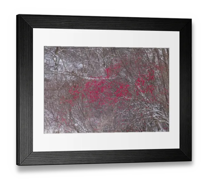 Framed Print : USA, Massachusetts, Cape Ann, Annisquam. Winterberries, Ilex verticillata, winter Framed Print : USA, Massachusetts, Cape Ann, Annisquam. Winterberries, Ilex verticillata, winter