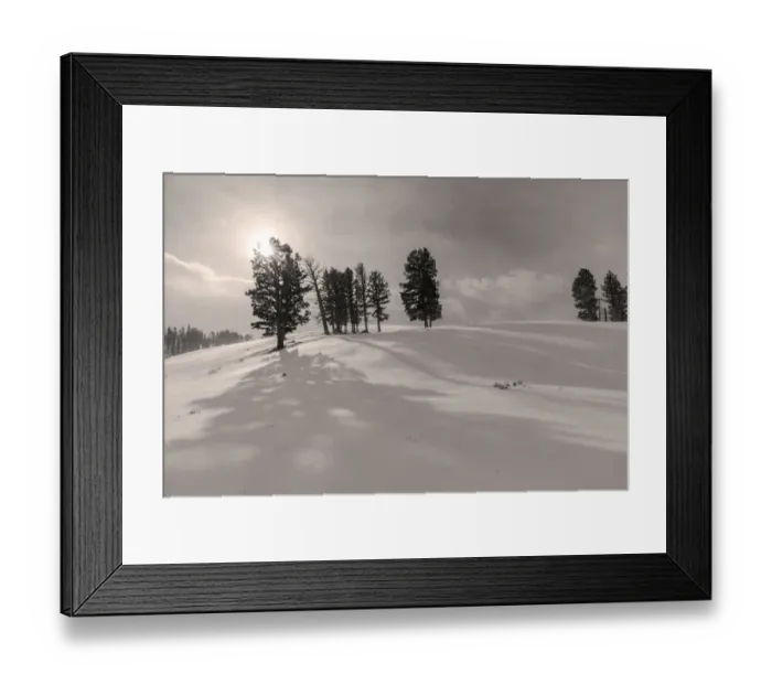 Framed Print : Winter shadows from douglas fir trees in Yellowstone National Park, Wyoming, USA
