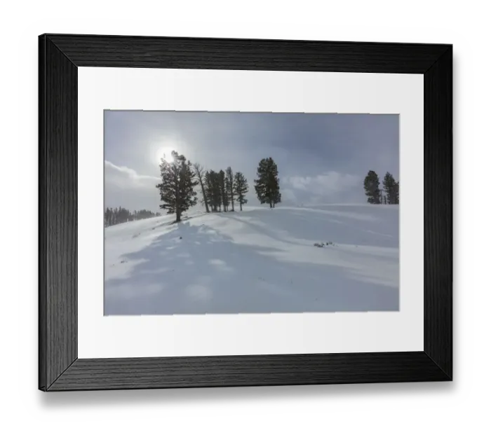 Framed Print : Winter shadows from douglas fir trees in Yellowstone National Park, Wyoming, USA