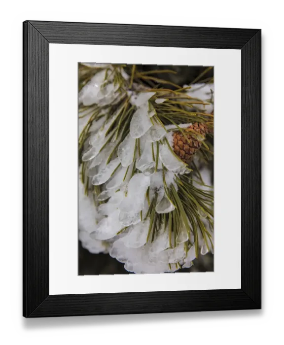 Framed Print : Iced over pine cones in Yellowstone National Park, Wyoming, USA Framed Print : Iced over pine cones in Yellowstone National Park, Wyoming, USA