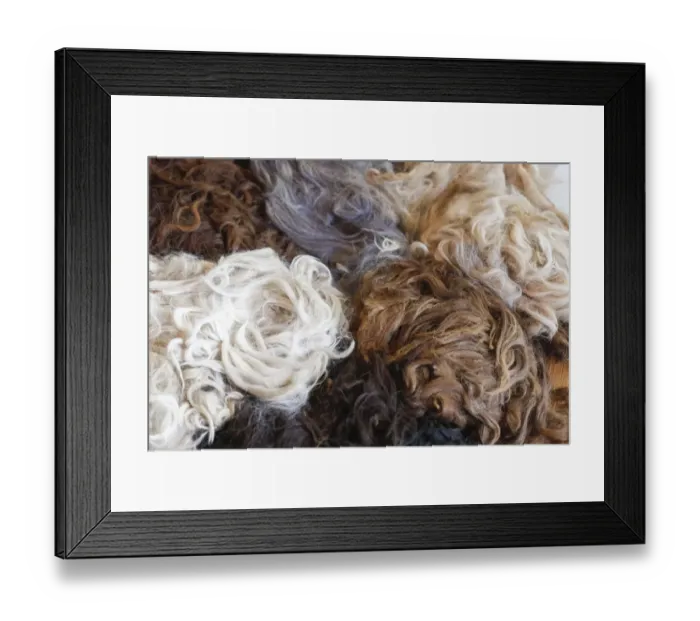 Framed Print : Alpaca Farm. Millbrook, New York, USA Framed Print : Alpaca Farm. Millbrook, New York, USA
