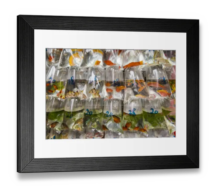 Framed Print : Tung Choi Street Goldfish Market, Mongkok, Kowloon, Hong Kong, China