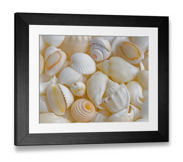 Framed Print : USA, Oregon. Close-up of small sea shells. Credit as: Jean Carter / Jaynes Gallery / DanitaDelimont Framed Print : USA, Oregon. Close-up of small sea shells. Credit as: Jean Carter / Jaynes Gallery / DanitaDelimont