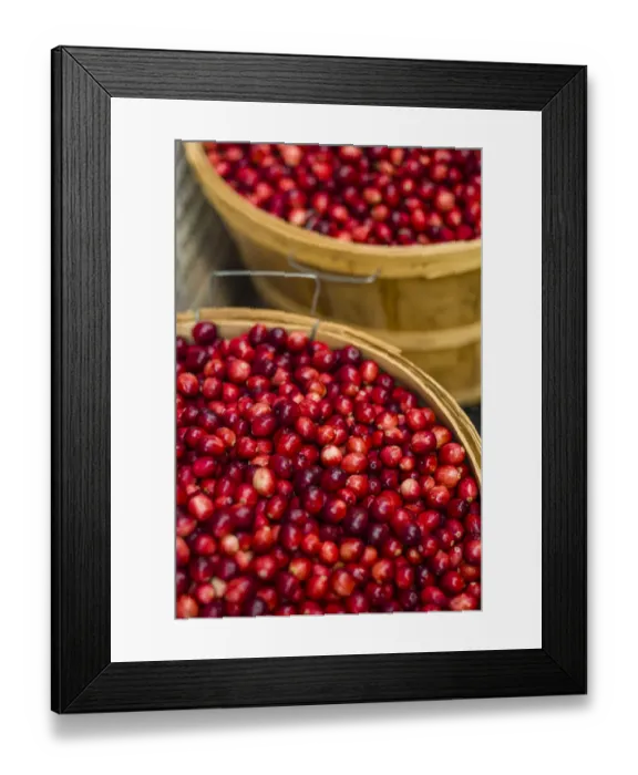 Framed Print : Canada, Quebec, Montreal. Little Italy, Marche Jean Talon Market, cranberries Framed Print : Canada, Quebec, Montreal. Little Italy, Marche Jean Talon Market, cranberries