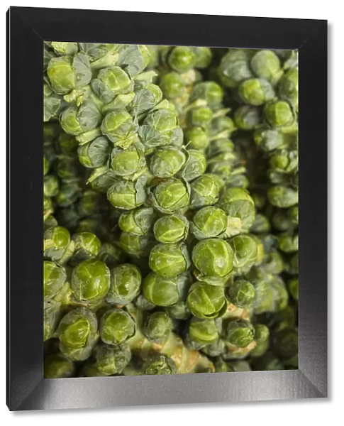 Canada, Quebec, Montreal. Little Italy, Marche Jean Talon Market, brussels sprouts