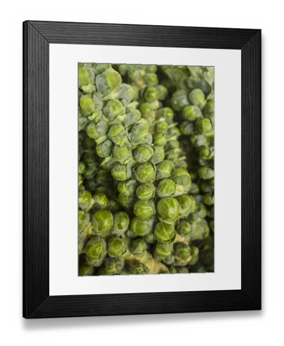 Framed Print : Canada, Quebec, Montreal. Little Italy, Marche Jean Talon Market, brussels sprouts Framed Print : Canada, Quebec, Montreal. Little Italy, Marche Jean Talon Market, brussels sprouts