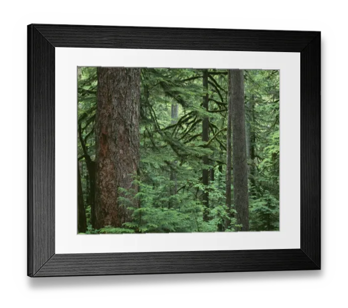 Framed Print : USA, Oregon, Columbia River Gorge National Scenic Area. Old growth forest dominated by Douglas-fir Framed Print : USA, Oregon, Columbia River Gorge National Scenic Area. Old growth forest dominated by Douglas-fir