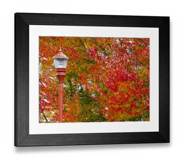 Framed Print : Fall color in downtown Issaquah Framed Print : Fall color in downtown Issaquah