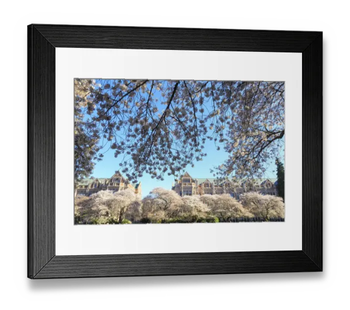 Framed Print : Cherry blossoms in full bloom, University of Washington campus, Seattle, Washington State Framed Print : Cherry blossoms in full bloom, University of Washington campus, Seattle, Washington State