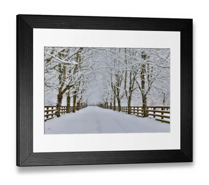 Framed Print : Fresh snow on tree and fence near, town of Snoqualmie Framed Print : Fresh snow on tree and fence near, town of Snoqualmie