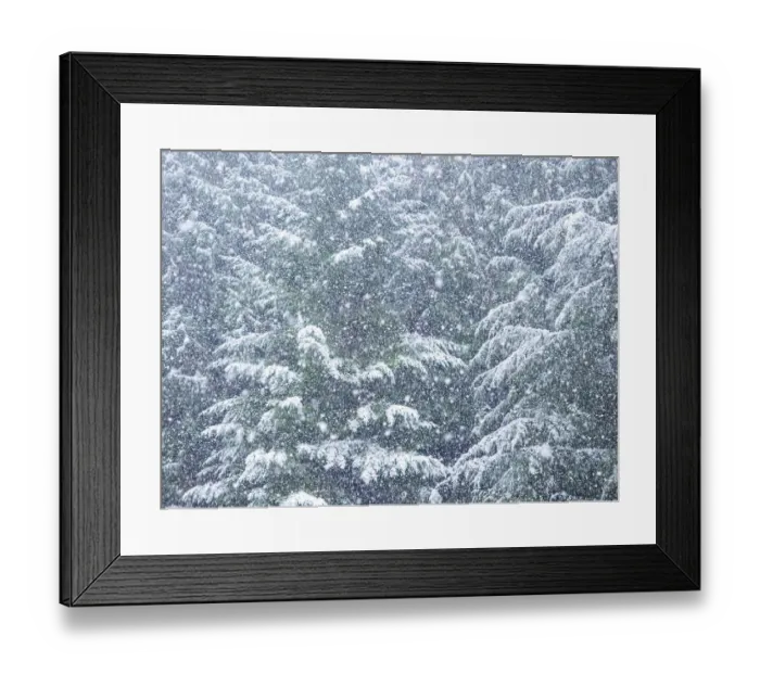 Framed Print : Fresh snow on evergreen trees Framed Print : Fresh snow on evergreen trees