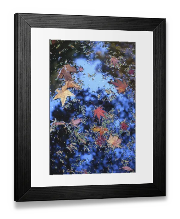 Framed Print : Washington Park Arboretum, autumn colors, Seattle, Washington State, USA Framed Print : Washington Park Arboretum, autumn colors, Seattle, Washington State, USA