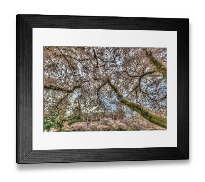 Framed Print : Cherry blossoms in full bloom at University of Washington campus, Seattle, Washington State, USA Framed Print : Cherry blossoms in full bloom at University of Washington campus, Seattle, Washington State, USA