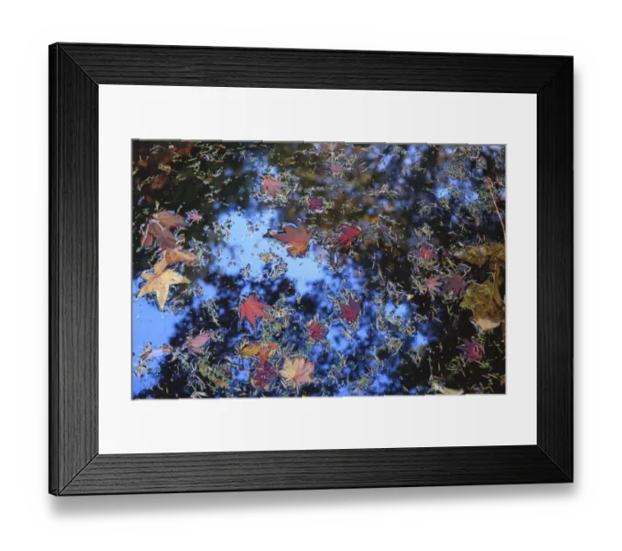 Framed Print : Washington Park Arboretum, autumn colors, Seattle, Washington State, USA Framed Print : Washington Park Arboretum, autumn colors, Seattle, Washington State, USA