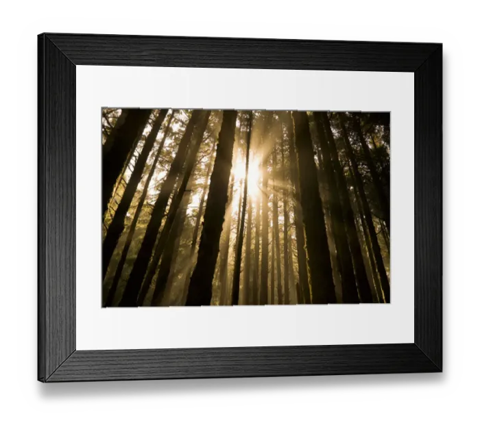Framed Print : Sunbeam in wooded rainforest, Olympic National Park, Washington State, USA Framed Print : Sunbeam in wooded rainforest, Olympic National Park, Washington State, USA
