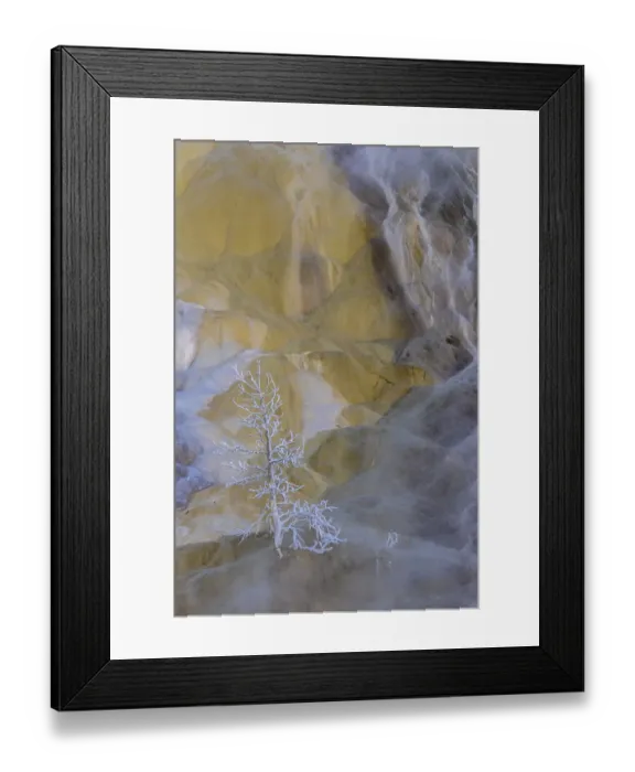 Framed Print : USA, Wyoming, Yellowstone National Park. Mammoth Hot Springs and frosted tree. Credit as
