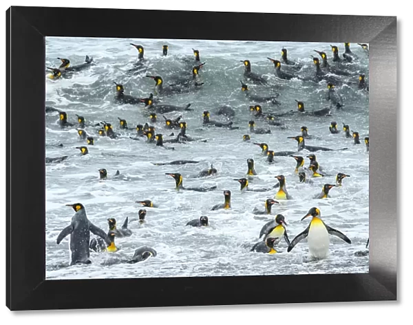 South Georgia Island, King penguins surf and bath at waters edge