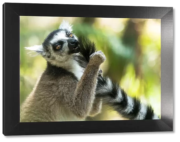 Africa, Madagascar, Isalo National Park. Ring-tailed lemur grooms another lemurs tail