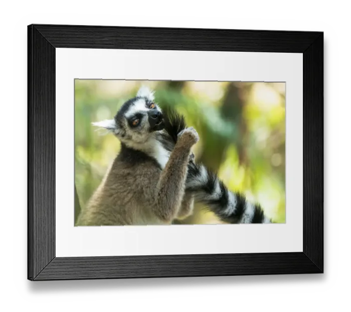 Framed Print : Africa, Madagascar, Isalo National Park. Ring-tailed lemur grooms another lemurs tail Framed Print : Africa, Madagascar, Isalo National Park. Ring-tailed lemur grooms another lemurs tail