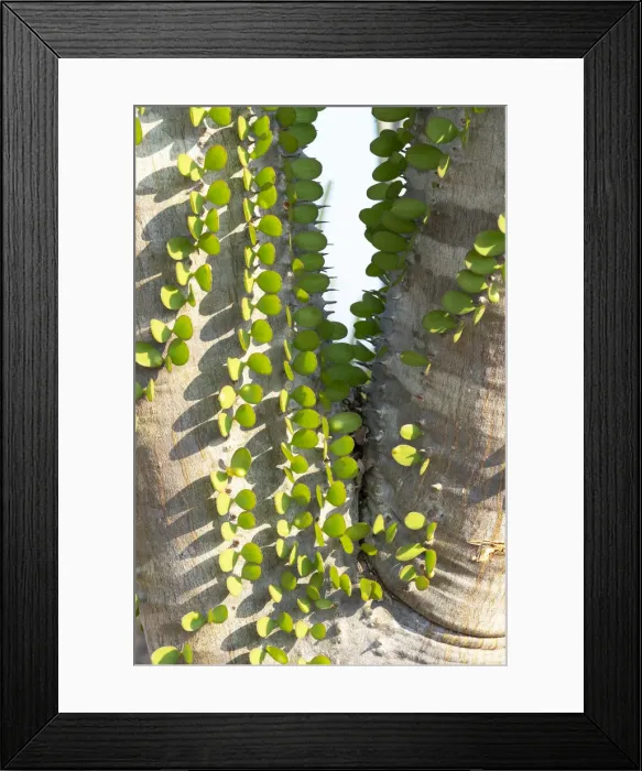 Framed Print : Africa, Madagascar Spiny Forest, Anosy. Madagascar ocotillo plants with their leaves Framed Print : Africa, Madagascar Spiny Forest, Anosy. Madagascar ocotillo plants with their leaves