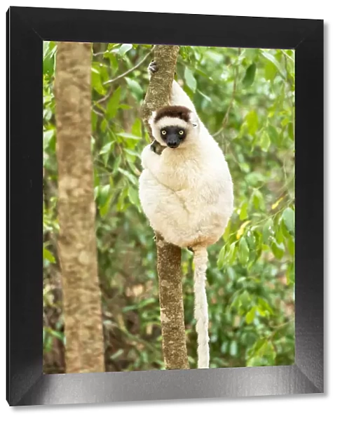 Africa, Madagascar, Anosy, Berenty Reserve. Portrait of a Verreauxs sifaka in a tree