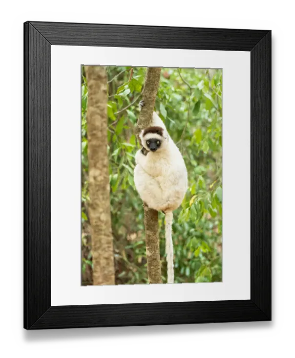 Framed Print : Africa, Madagascar, Anosy, Berenty Reserve. Portrait of a Verreauxs sifaka in a tree Framed Print : Africa, Madagascar, Anosy, Berenty Reserve. Portrait of a Verreauxs sifaka in a tree