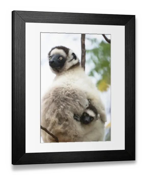 Framed Print : Africa, Madagascar, Anosy, Berenty Reserve Framed Print : Africa, Madagascar, Anosy, Berenty Reserve