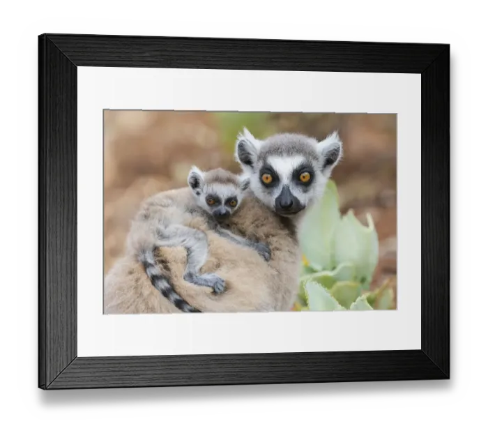 Framed Print : Africa, Madagascar, Anosy, Berenty Reserve Framed Print : Africa, Madagascar, Anosy, Berenty Reserve