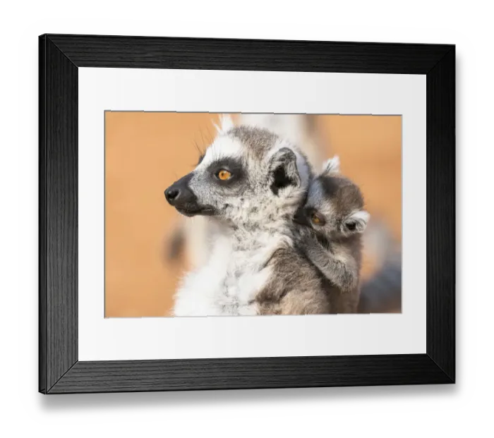 Framed Print : Africa, Madagascar, Anosy, Berenty Reserve Framed Print : Africa, Madagascar, Anosy, Berenty Reserve