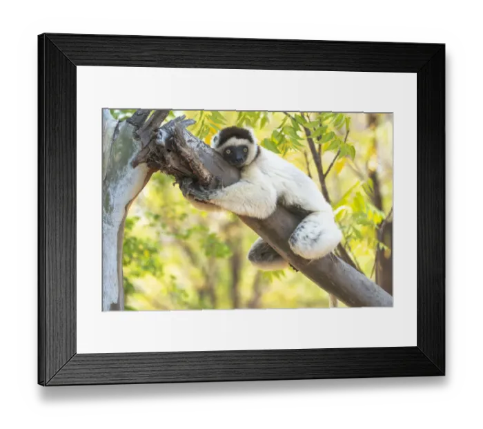 Framed Print : Africa, Madagascar, Anosy, Berenty Reserve