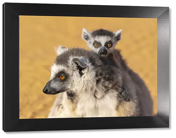 Africa, Madagascar, Anosy, Berenty Reserve. Ring-tailed lemur, Lemur catta. Portrait of a female